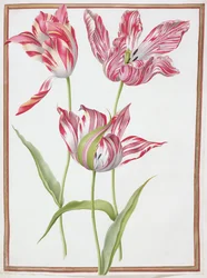 Trois tulipes 